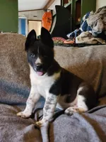 Male A1, a male Akita for sale in North Lewisburg, OH – Photo 2 of 10