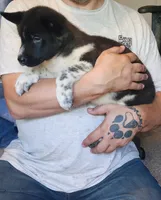 Male A1, a male Akita for sale in North Lewisburg, OH – Photo 6 of 10