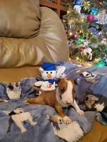 Boy 3, a male Bull Terrier for sale in North Lewisburg, OH – Photo 3 of 3