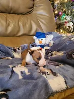 Boy 3, a male Bull Terrier for sale in North Lewisburg, OH – Photo 1 of 3