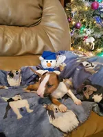 Boy 3, a male Bull Terrier for sale in North Lewisburg, OH – Photo 2 of 3