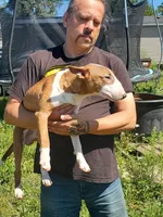 Graham, a male Bull Terrier for sale in North Lewisburg, OH – Photo 3 of 7