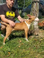 Graham, a male Bull Terrier for sale in North Lewisburg, OH – Photo 1 of 7