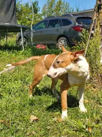 Graham, a male Bull Terrier for sale in North Lewisburg, OH – Photo 5 of 7