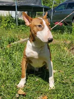 Graham, a male Bull Terrier for sale in North Lewisburg, OH – Photo 6 of 7