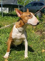 Graham, a male Bull Terrier for sale in North Lewisburg, OH – Photo 4 of 7