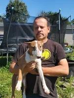 Graham, a male Bull Terrier for sale in North Lewisburg, OH – Photo 2 of 7