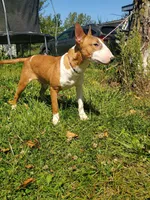 Graham, a male Bull Terrier for sale in North Lewisburg, OH – Photo 7 of 7