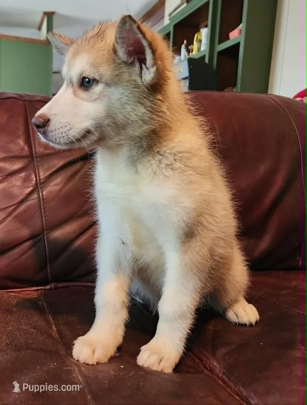 Astrix – Alaskan Malamute puppy for sale in North Lewisburg, OH