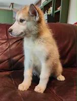 Astrix, a female Alaskan Malamute for sale in North Lewisburg, OH – 2 of 5