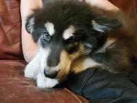 Kristen, a female Alaskan Malamute for sale in North Lewisburg, OH – 2 of 4