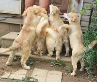 Emilia, a female Alaskan Malamute for sale in North Lewisburg, OH – 3 of 9