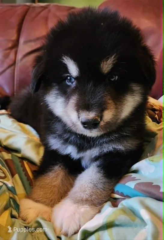 Waka – Alaskan Malamute puppy for sale in North Lewisburg, OH