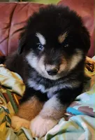 Waka, a male Alaskan Malamute for sale in North Lewisburg, OH – 2 of 6