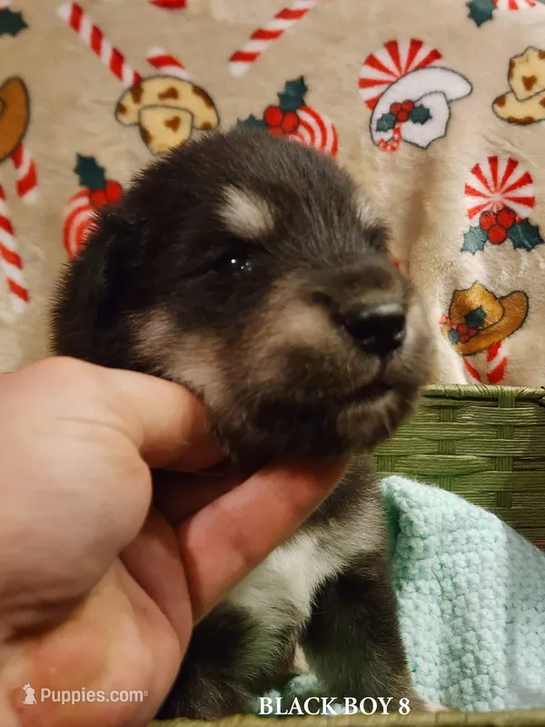 Waka – Alaskan Malamute puppy for sale in North Lewisburg, OH