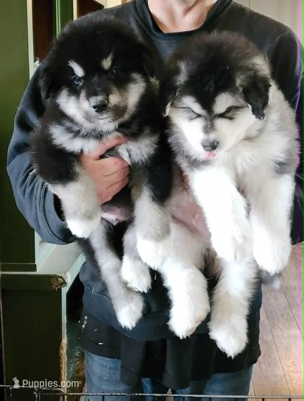 Waka – Alaskan Malamute puppy on hold in North Lewisburg, OH