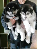 Waka, a male Alaskan Malamute for sale in North Lewisburg, OH – 1 of 6