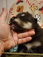 Waka, a male Alaskan Malamute for sale in North Lewisburg, OH – Photo 2 of 3