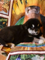 Waka, a male Alaskan Malamute for sale in North Lewisburg, OH – 5 of 6