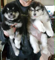 Waka, a male Alaskan Malamute for sale in North Lewisburg, OH – 3 of 6