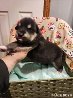 Waka, a male Alaskan Malamute for sale in North Lewisburg, OH – Photo 3 of 3