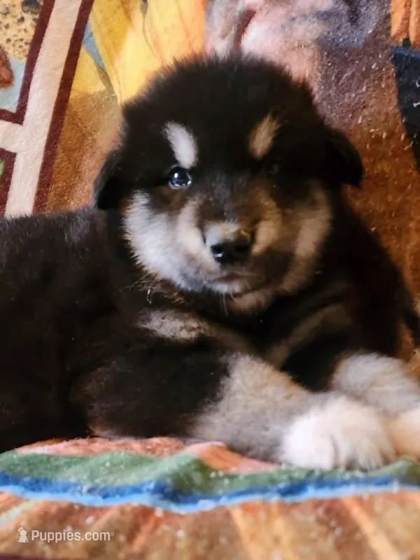 Waka – Alaskan Malamute puppy for sale in North Lewisburg, OH