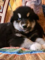 Waka, a male Alaskan Malamute for sale in North Lewisburg, OH – 6 of 6