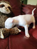 Athena, a female Bull Terrier for sale in North Lewisburg, OH – Photo 5 of 6