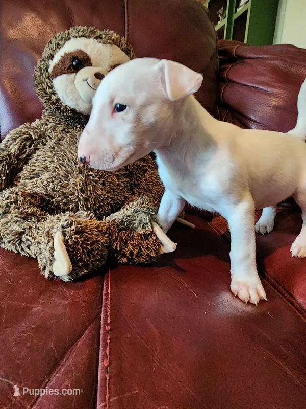 Athena, a female Bull Terrier for sale in North Lewisburg, OH – Photo 1 of 6
