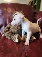 Athena, a female Bull Terrier for sale in North Lewisburg, OH – Photo 2 of 6