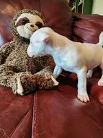 Athena, a female Bull Terrier for sale in North Lewisburg, OH – Photo 4 of 6