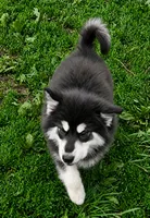 Nami, a female Alaskan Malamute for sale in North Lewisburg, OH – 4 of 6