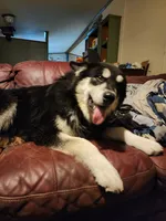 Wanda, a female Alaskan Malamute for sale in North Lewisburg, OH – 7 of 7
