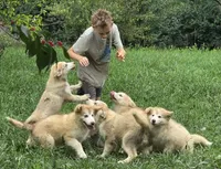 Sophie, a female Alaskan Malamute for sale in North Lewisburg, OH – 2 of 9