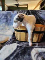 Girl 2, a female Borzoi for sale in North Lewisburg, OH – Photo 2 of 8