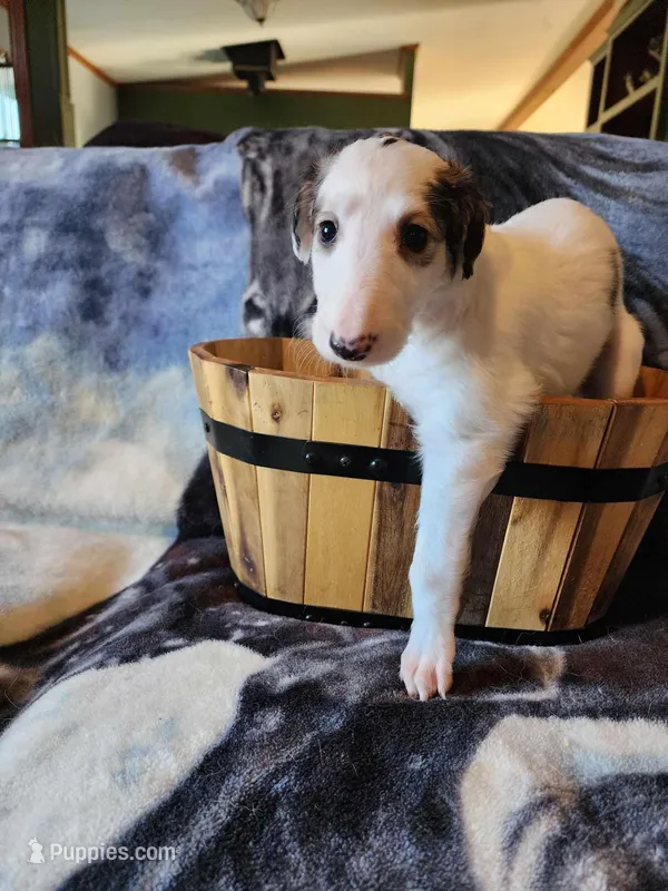 Girl 2, a female Borzoi for sale in North Lewisburg, OH – Photo 1 of 8