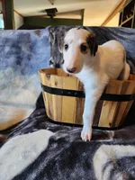 Girl 2, a female Borzoi for sale in North Lewisburg, OH – Photo 1 of 8