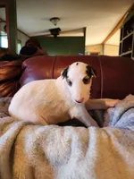 Girl 2, a female Borzoi for sale in North Lewisburg, OH – Photo 5 of 8