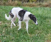 Girl 2, a female Borzoi for sale in North Lewisburg, OH – Photo 8 of 8