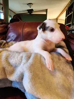 Girl 2, a female Borzoi for sale in North Lewisburg, OH – Photo 6 of 8