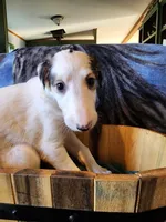 Girl 2, a female Borzoi for sale in North Lewisburg, OH – Photo 4 of 8
