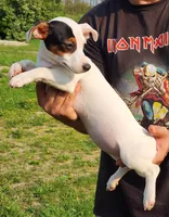 Buffy, a female Jack Russell Terrier for sale in North Lewisburg, OH – Photo 4 of 4