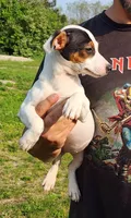 Buffy, a female Jack Russell Terrier for sale in North Lewisburg, OH – Photo 2 of 4