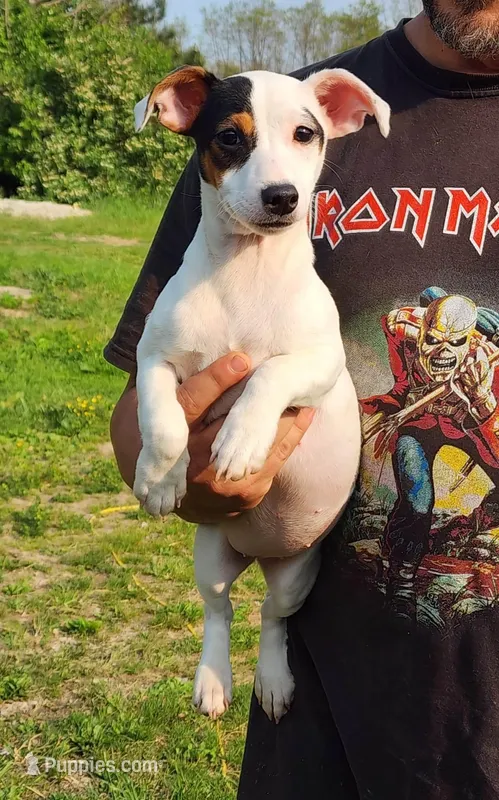 Buffy, a female Jack Russell Terrier for sale in North Lewisburg, OH – Photo 1 of 4