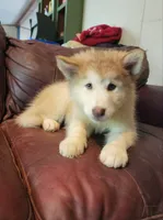 Emilia, a female Alaskan Malamute for sale in North Lewisburg, OH – 4 of 6