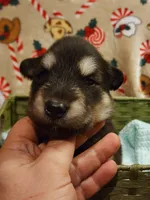 Alucard, a male Alaskan Malamute for sale in North Lewisburg, OH – Photo 1 of 2