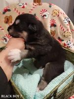 Alucard, a male Alaskan Malamute for sale in North Lewisburg, OH – Photo 2 of 2