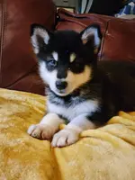 Anna, a female Alaskan Malamute for sale in North Lewisburg, OH – Photo 1 of 10