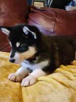 Anna, a female Alaskan Malamute for sale in North Lewisburg, OH – Photo 4 of 10