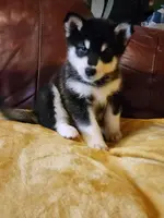 Anna, a female Alaskan Malamute for sale in North Lewisburg, OH – Photo 5 of 10